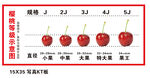 樱桃规格表 