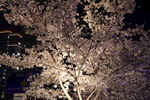 夜樱