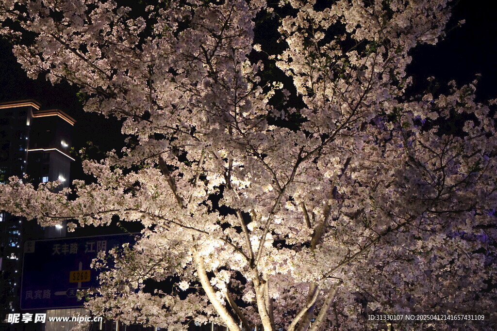 夜樱