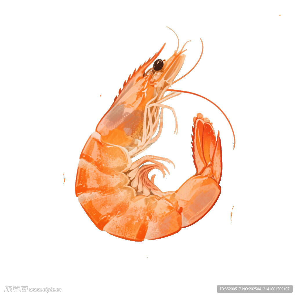 插画虾