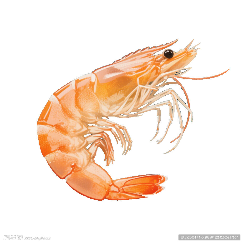 手绘虾 插画虾