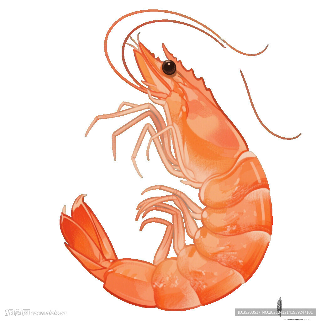 虾手绘插画