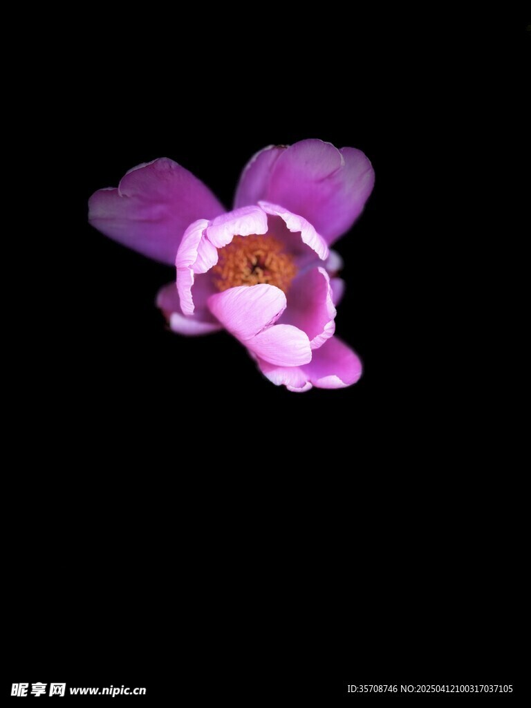 紫色绽放花朵特写 芍药