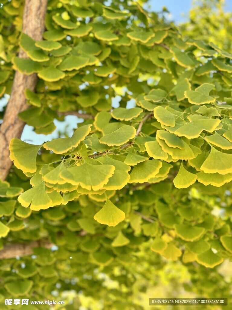 银杏