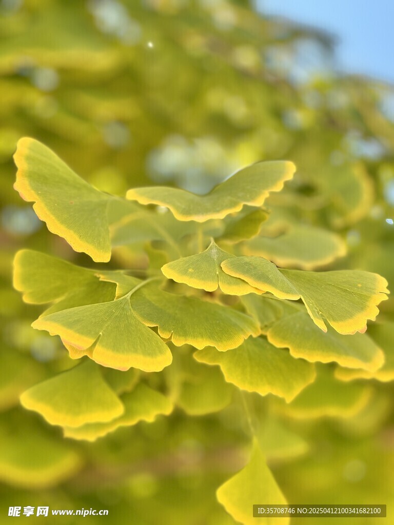 银杏 