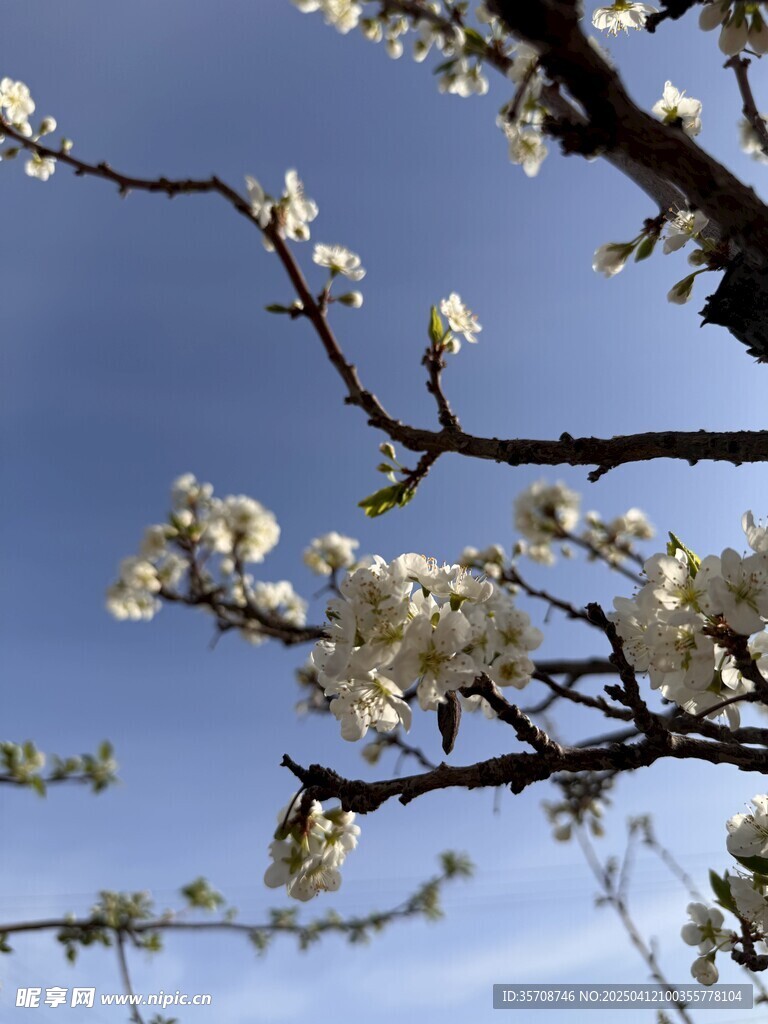 海棠果花