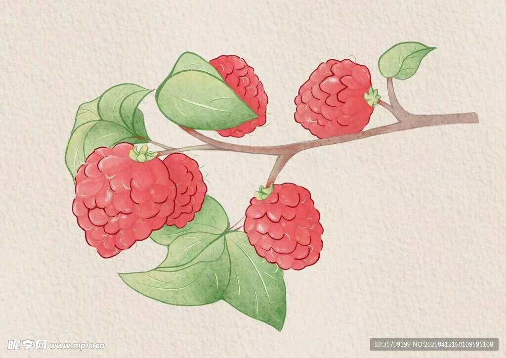树莓
