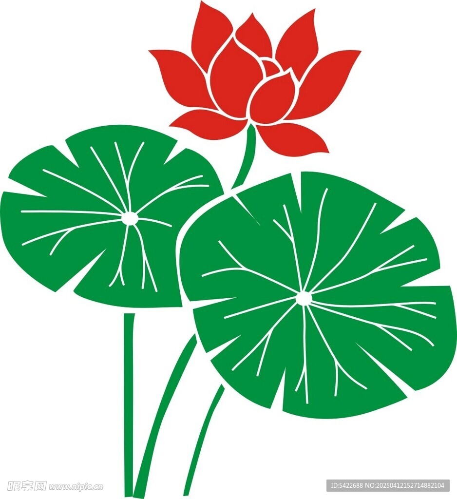 荷花莲花