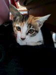小猫