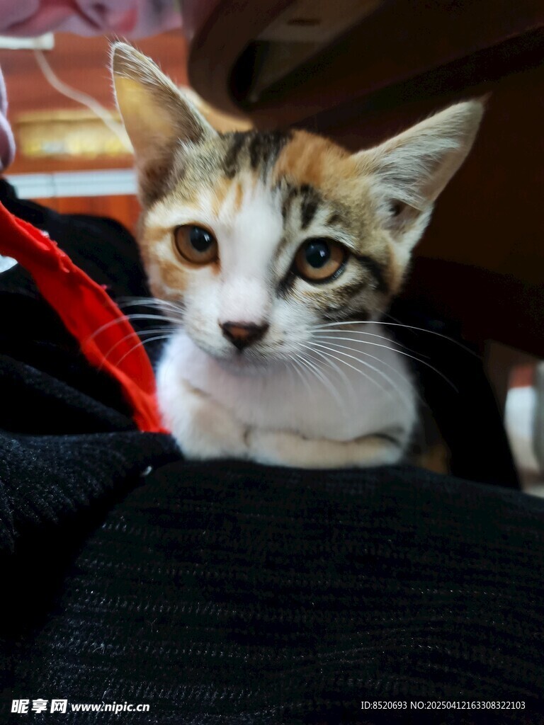 小猫咪