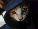 小猫