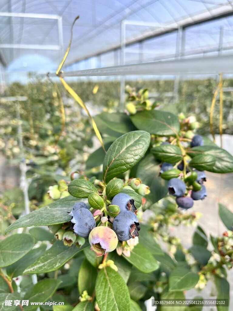大棚蓝莓