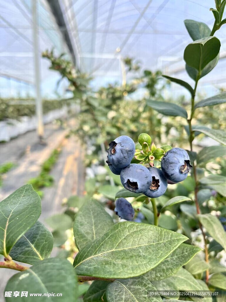 种蓝莓