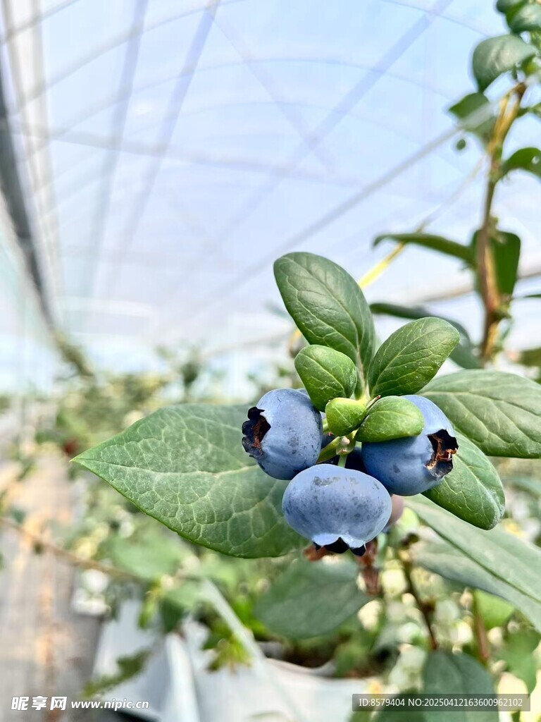 蓝莓树