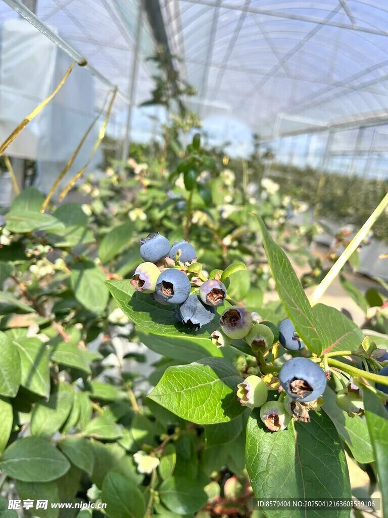 蓝莓