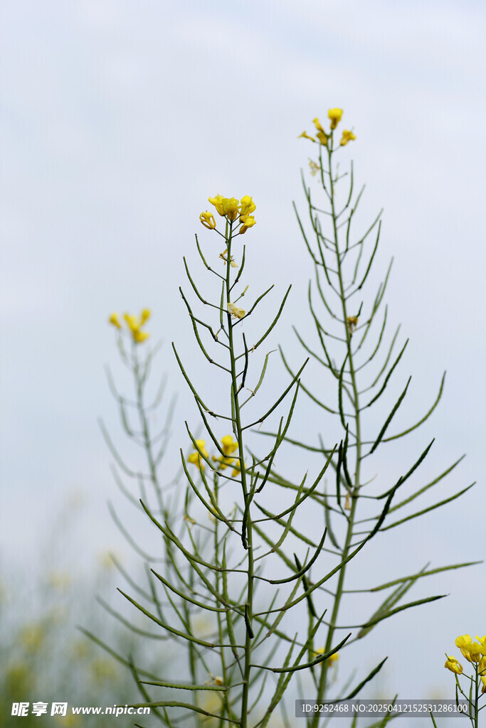 油菜籽 