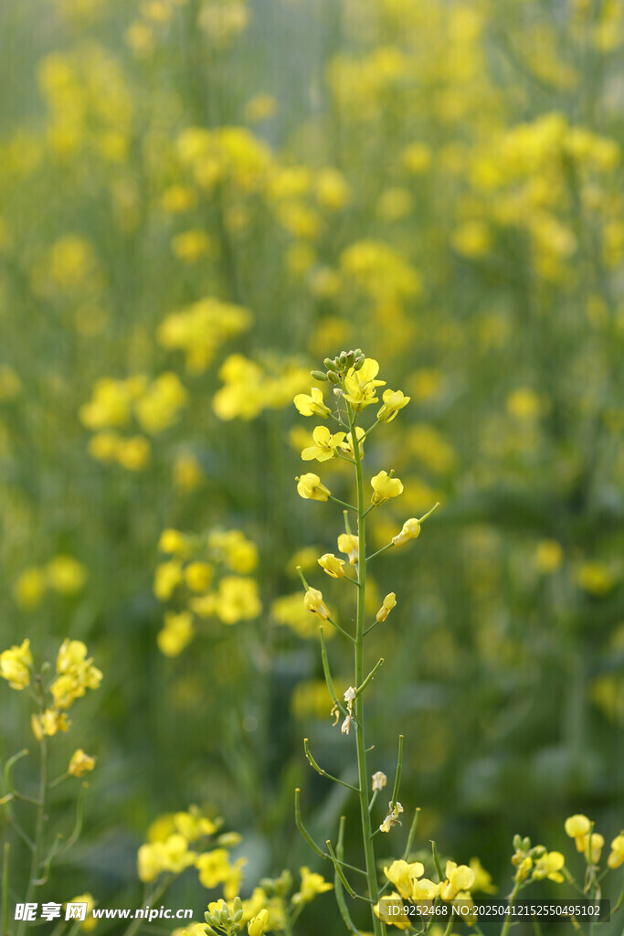 油菜花