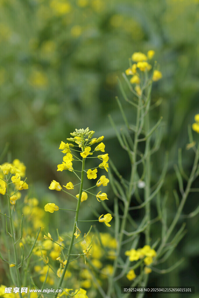 油菜花 