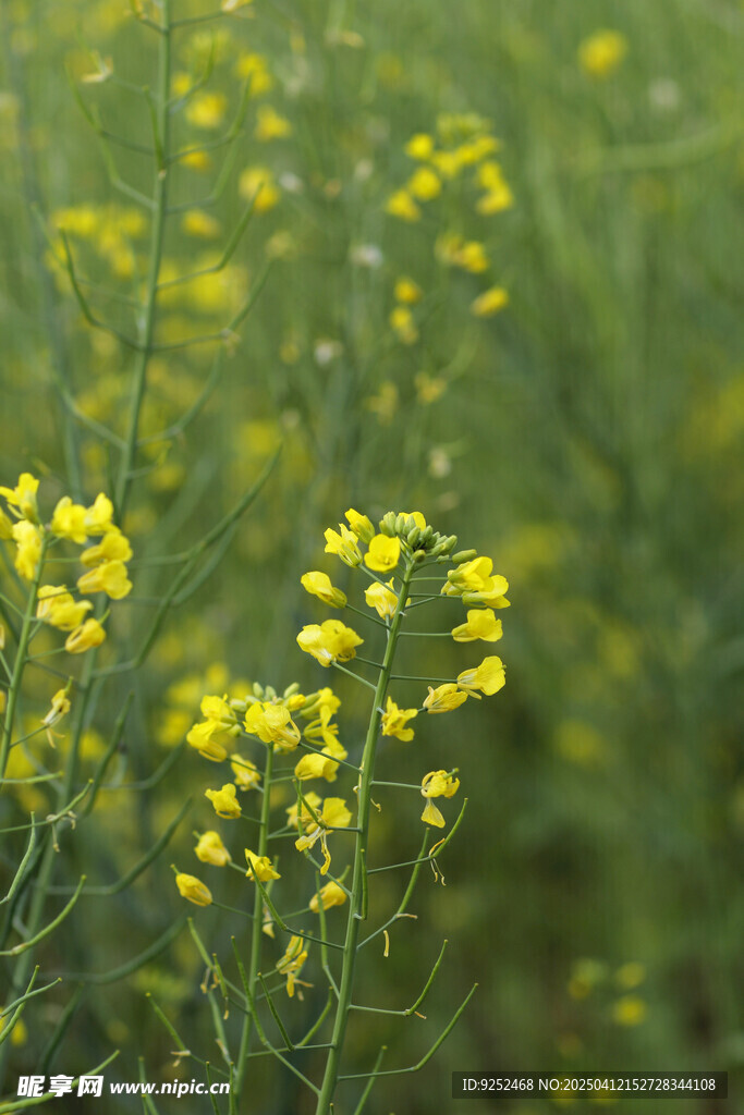 油菜 