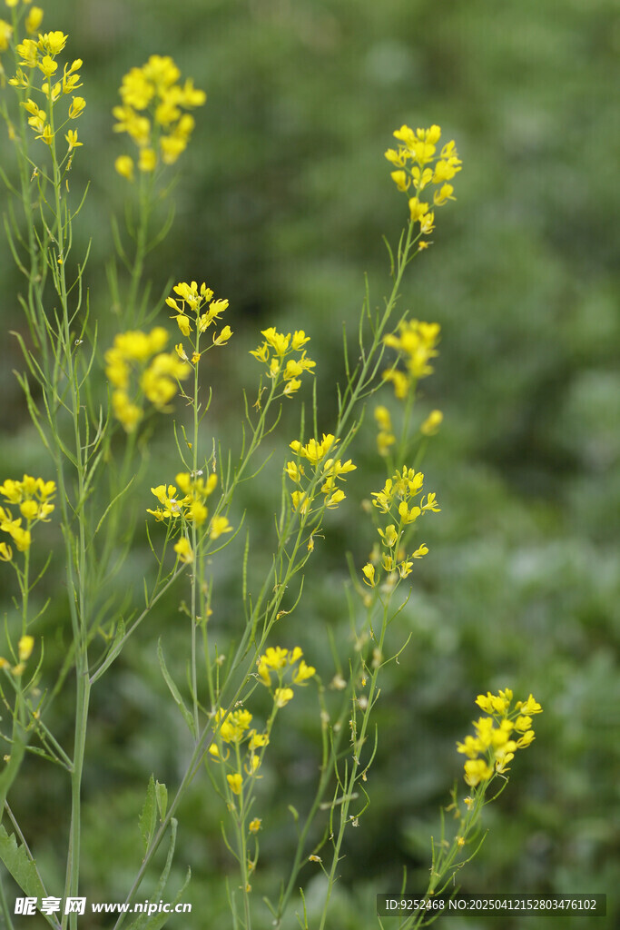 菜籽 