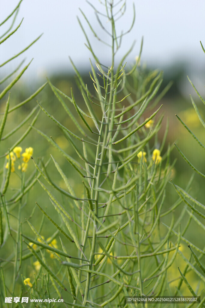  油菜籽