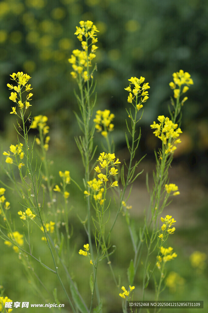 油菜花 