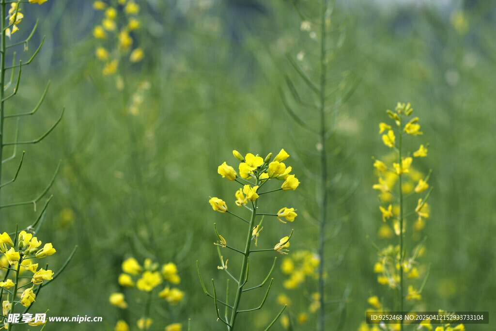 油菜花田 
