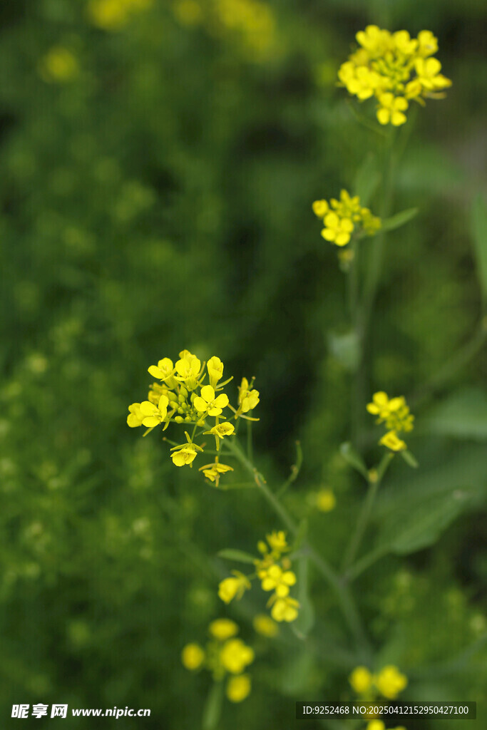 油菜地 