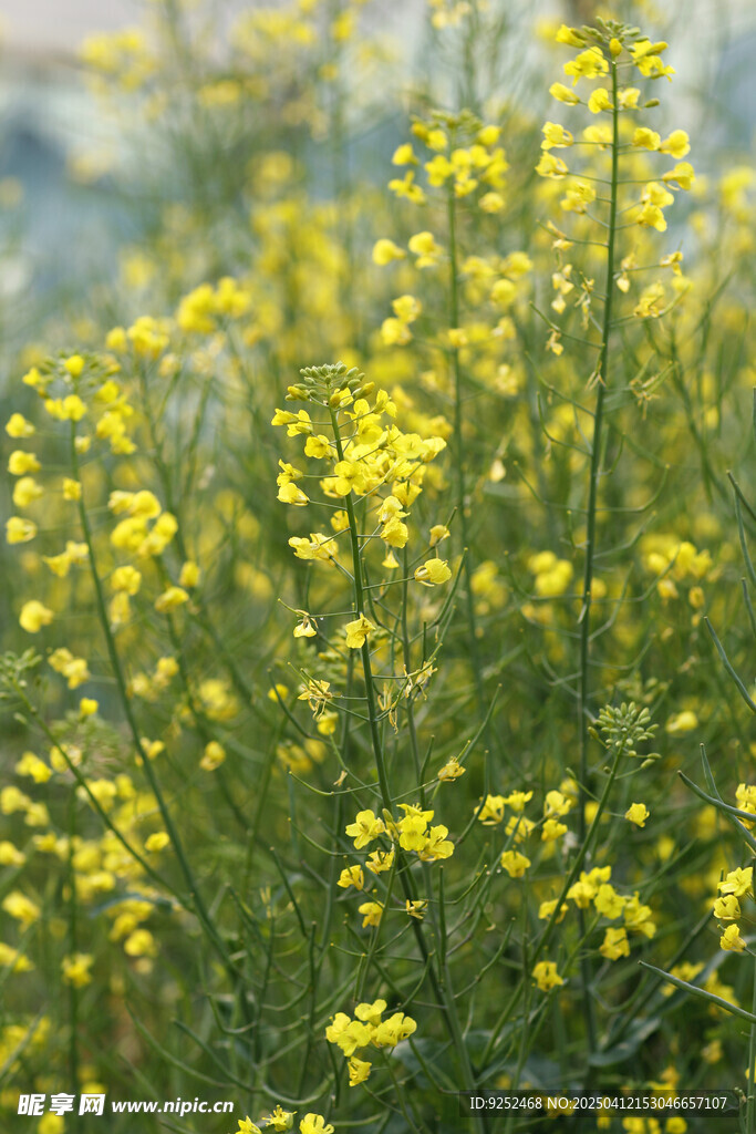 油菜花