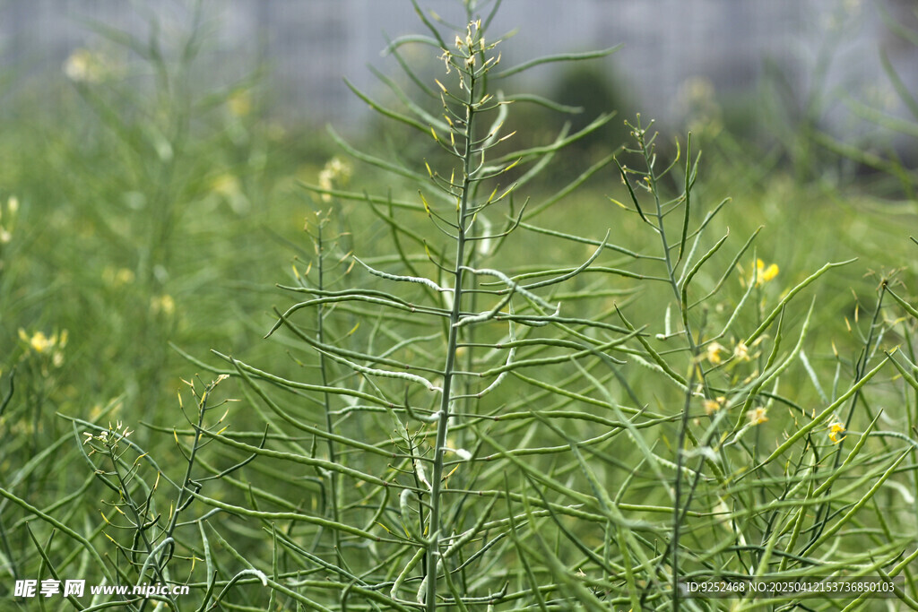 油菜田 