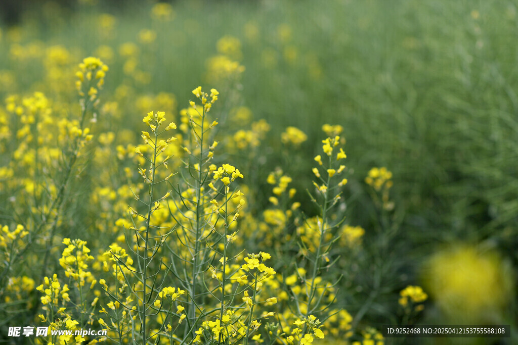 油菜花 