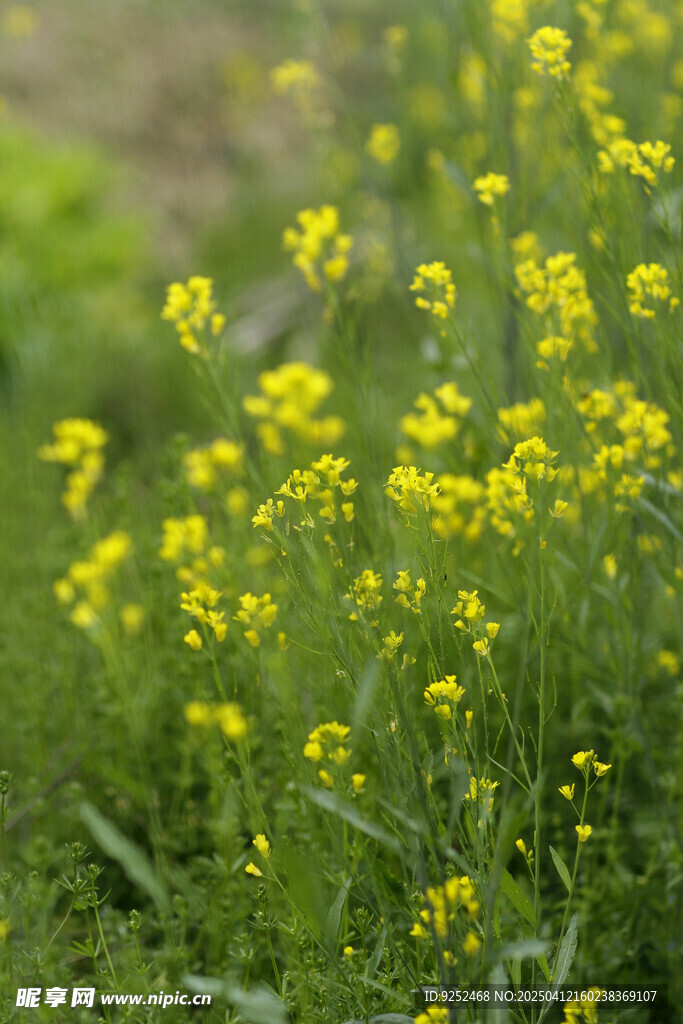 油菜 