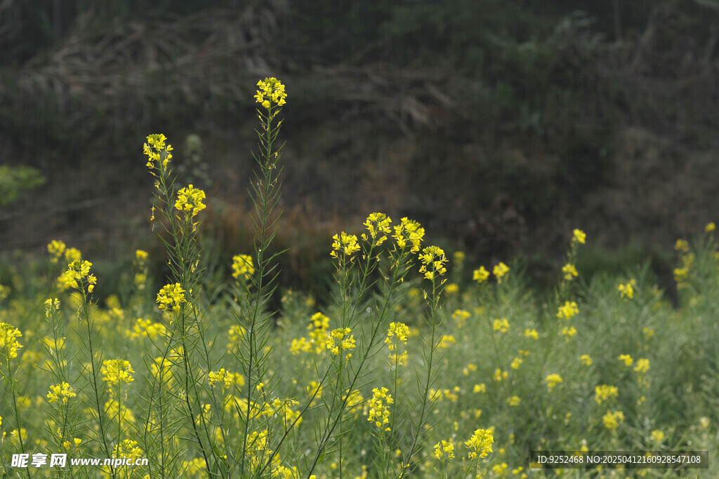 油菜花田 