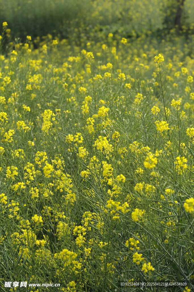油菜花