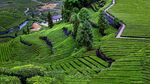 湖北五佳台茶园风情区景观
