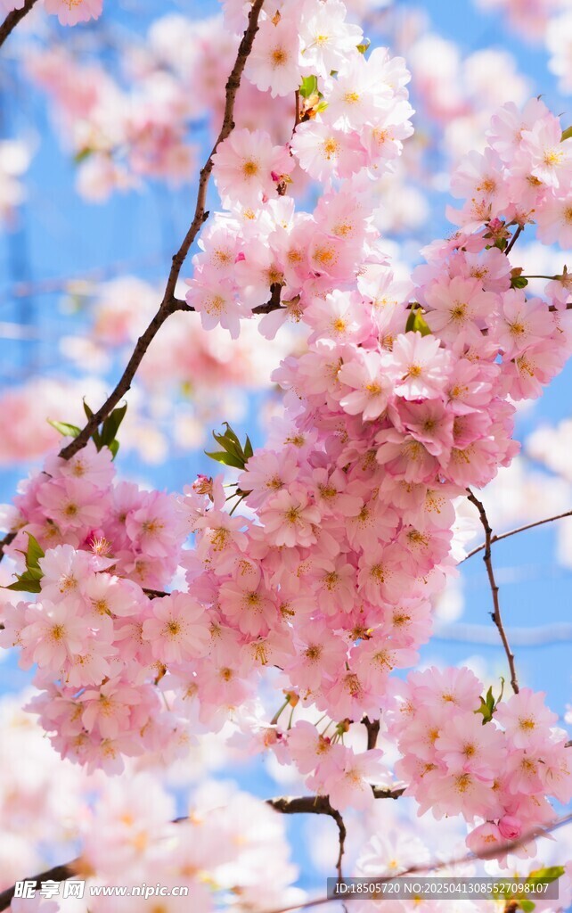 樱花