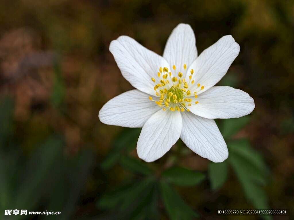 海葵花