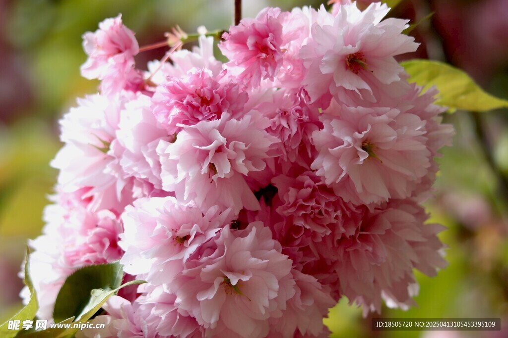 樱花