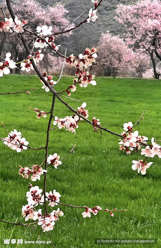 樱花树