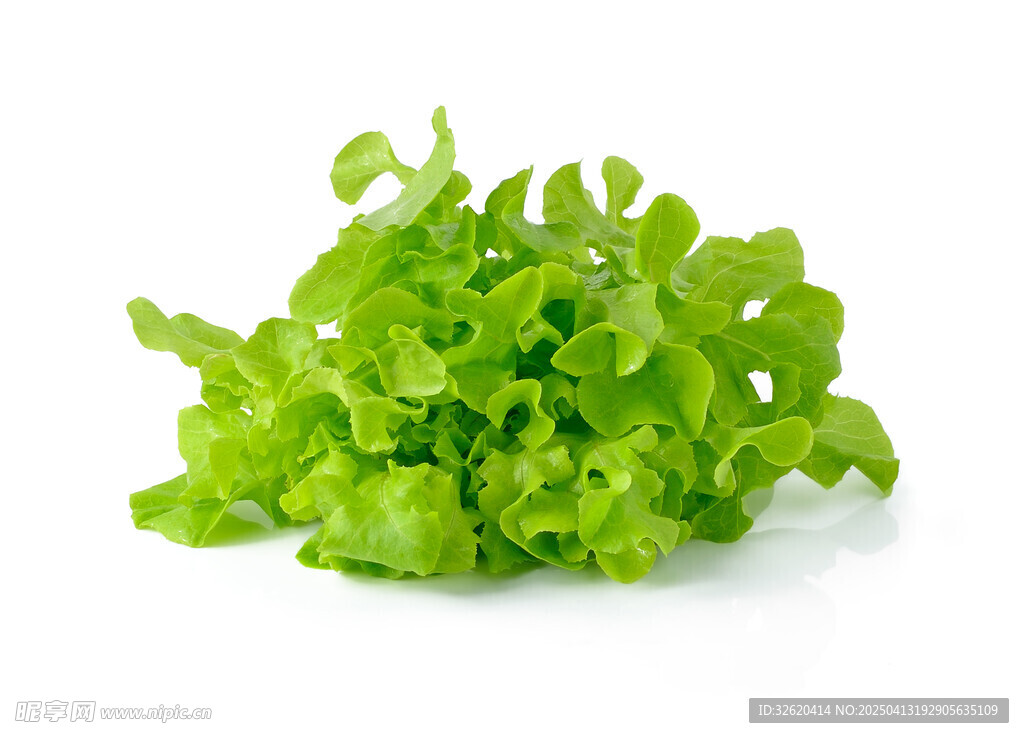 生菜