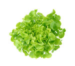 生菜