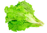 生菜