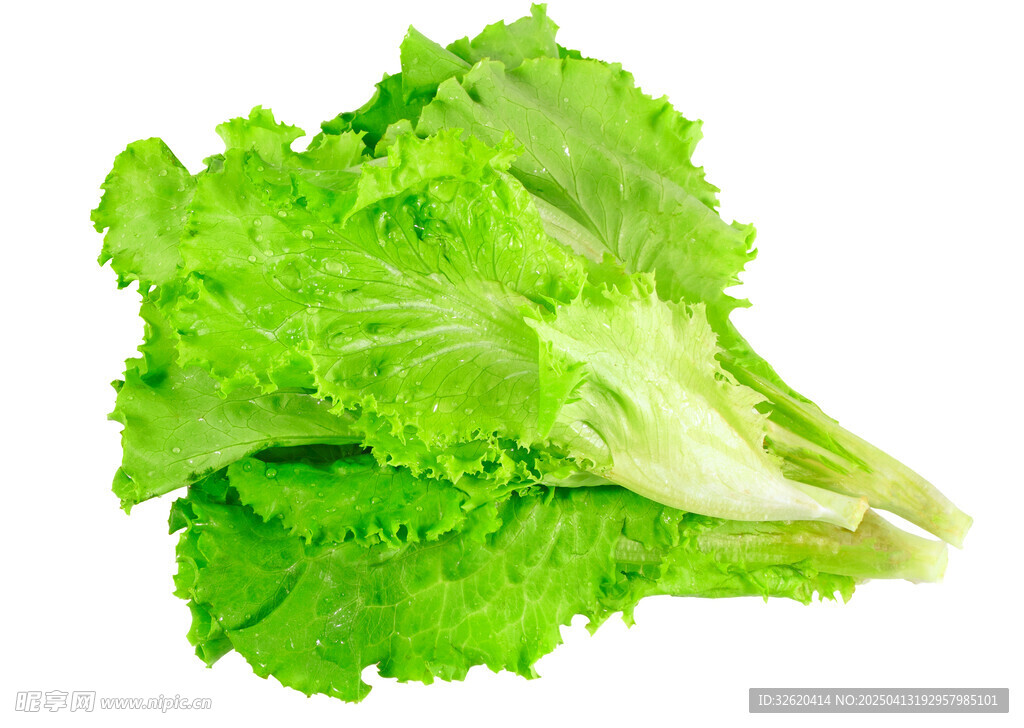 生菜