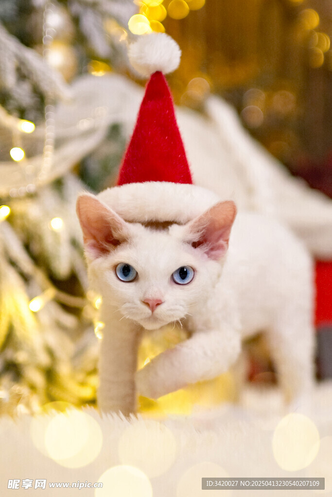 顿斯科伊猫