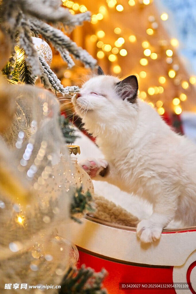 猫咪