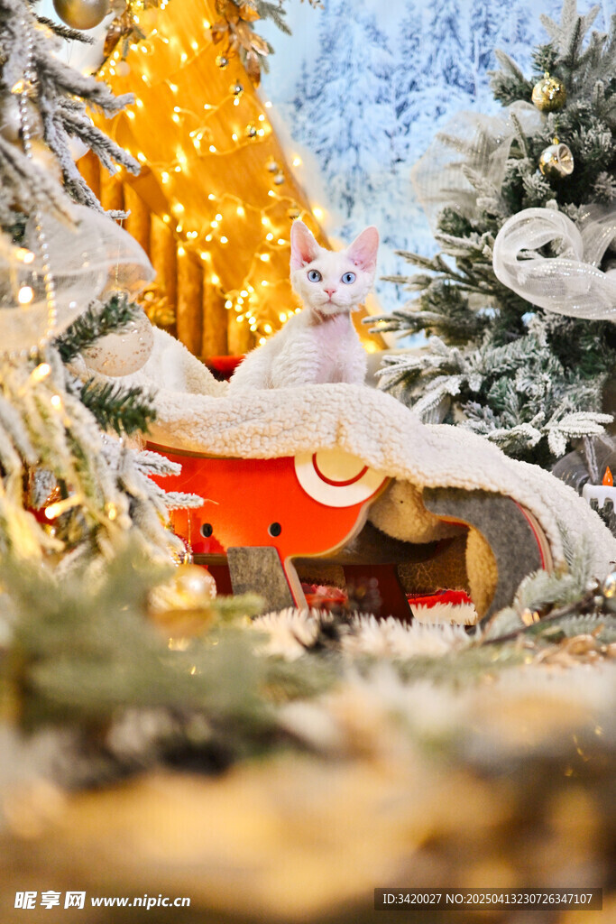 顿斯科伊猫