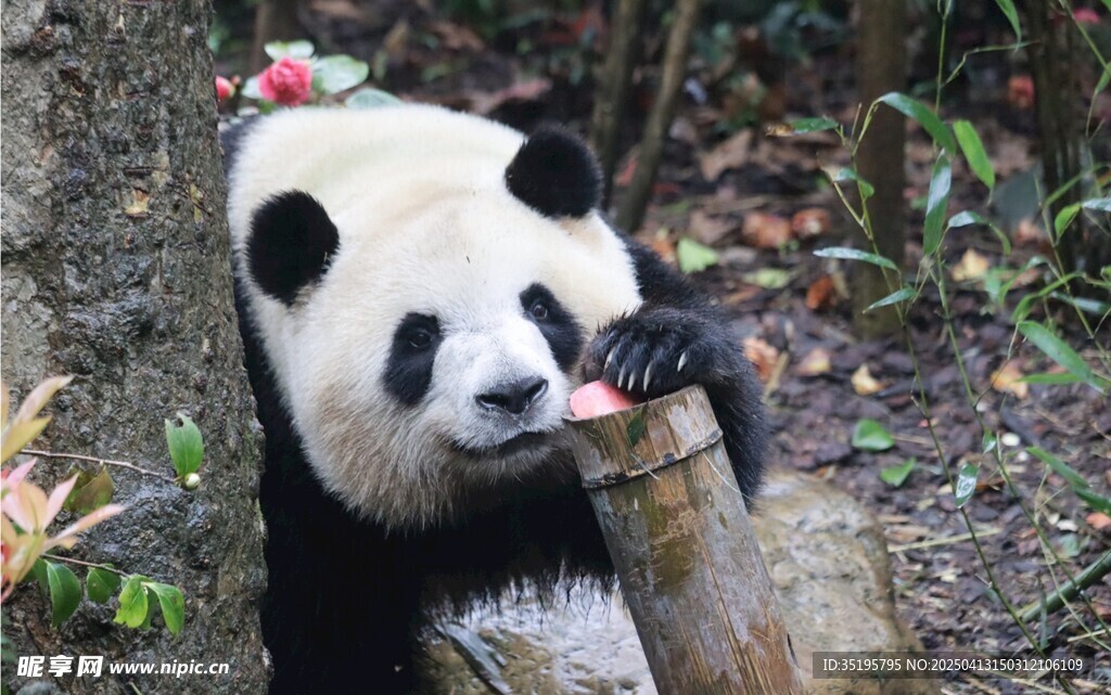 熊猫惬意吃竹子超可爱