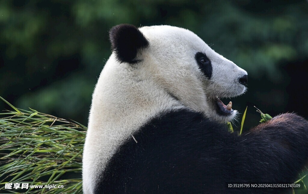 熊猫惬意进食嫩绿竹子