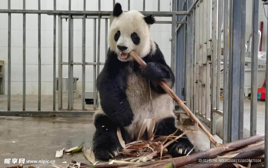 熊猫惬意吃竹子萌态十足