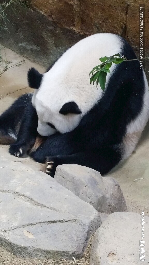 熊猫抱石休憩姿态可爱